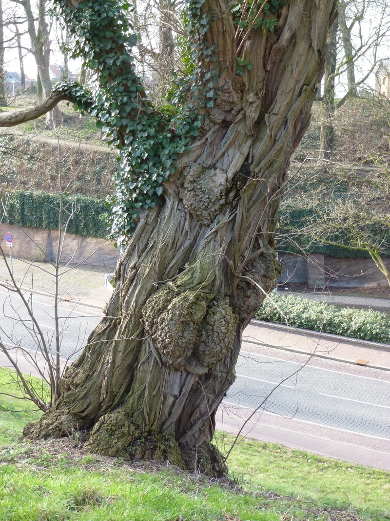 Wederwaardigheden